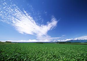 独自の家族葬プランならファミーユ