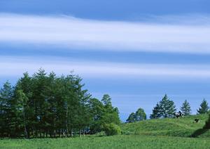 由緒ある寺院の樹木葬と言う選択