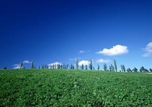 葬儀の依頼にお勧めの会社について